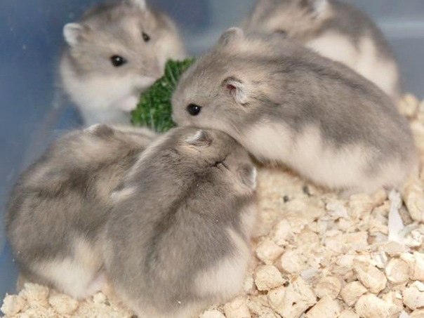 Породы хомяков | ЗооТом - продажа, вязка и услуги для животных в Кудымкаре
