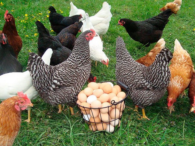 Содержание кур и уход за ними | ЗооТом - продажа, вязка и услуги для животных в Кудымкаре