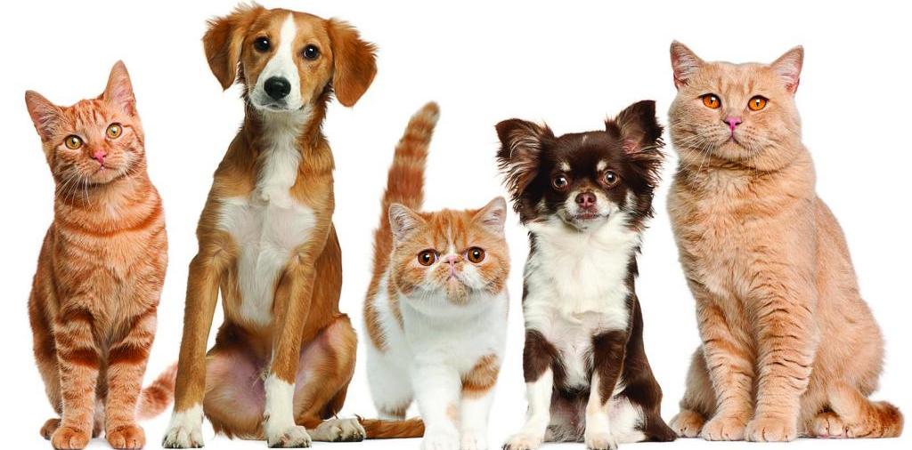 Доска объявлений о животных | ЗооТом - продажа, вязка и услуги для животных в Кудымкаре