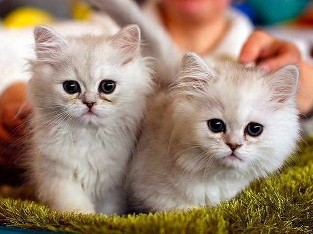 Породы кошек в Кудымкаре | ЗооТом портал о животных