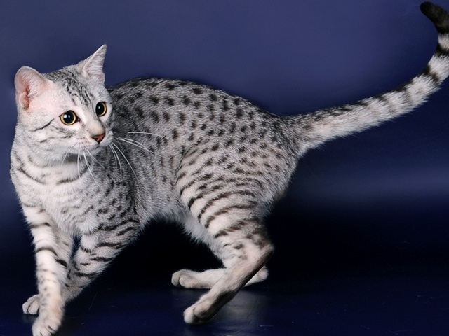 Породы кошек в Кудымкаре | ЗооТом портал о животных