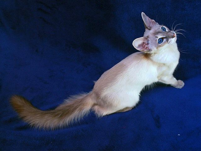 Выведенные породы кошек в Кудымкаре | ЗооТом портал о животных