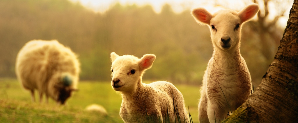 Объявления о сельскохозяйственных животных | ЗооТом - продажа, вязка и услуги для животных в Кудымкаре