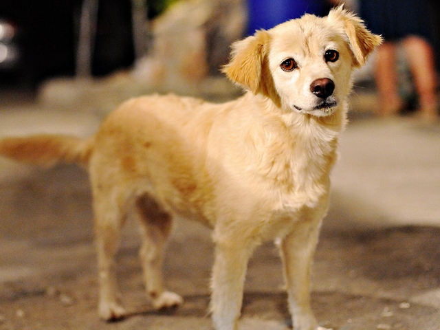 Породы собак в Кудымкаре | ЗооТом портал о животных
