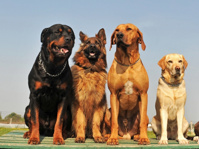 Крупные породы собак в Кудымкаре | ЗооТом портал о животных